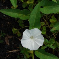 Ipomoea aquatica Forssk.